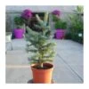 Abies Lasiocarpa Compacta Glauca 2 Abies Lasiocarpa Compacta Glauca -Suministros De Jardineria Ventas 2024 abies lasiocarpa compacta