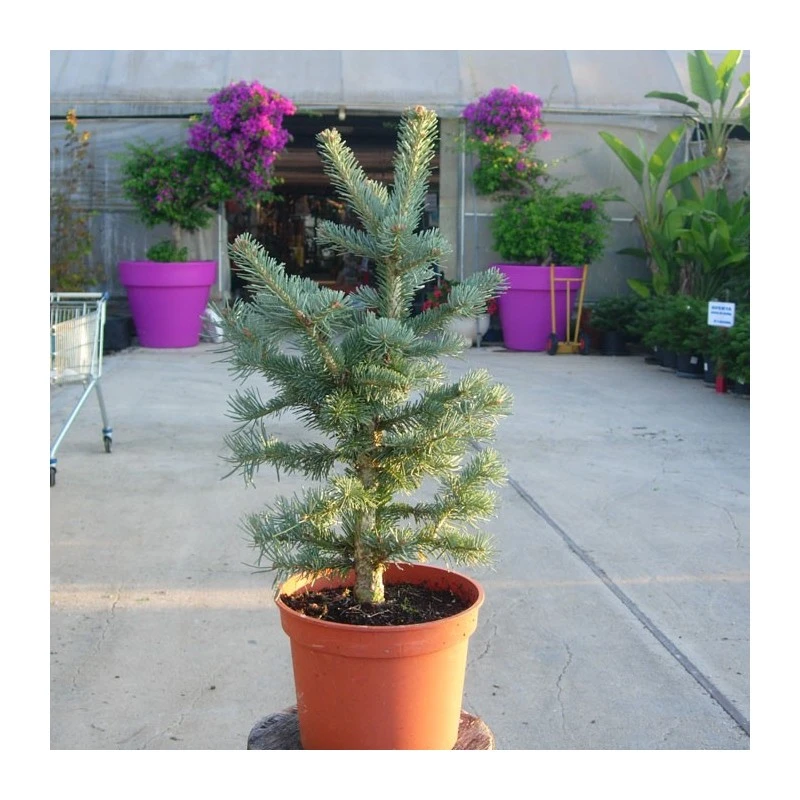 Abies Lasiocarpa Compacta Glauca 3 Abies Lasiocarpa Compacta Glauca