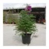 Abies Masjoanis -Suministros De Jardineria Ventas 2024 abies masjoanis