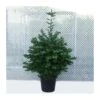 Abies Nordmanniana 2 Abies Nordmanniana -Suministros De Jardineria Ventas 2024 abies nordmanniana