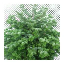 Abies Nordmanniana -Suministros De Jardineria Ventas 2024 abies nordmanniana 2