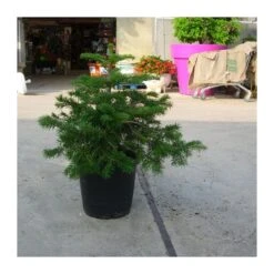 Abies Nordmanniana -Suministros De Jardineria Ventas 2024 abies nordmanniana 3
