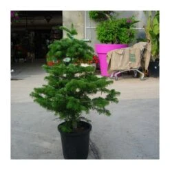 Abies Nordmanniana -Suministros De Jardineria Ventas 2024 abies nordmanniana 4