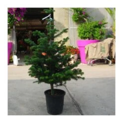 Abies Nordmanniana -Suministros De Jardineria Ventas 2024 abies nordmanniana 5