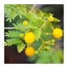 Acacia Farnesiana. Ejemplar -Suministros De Jardineria Ventas 2024 acacia farnesiana