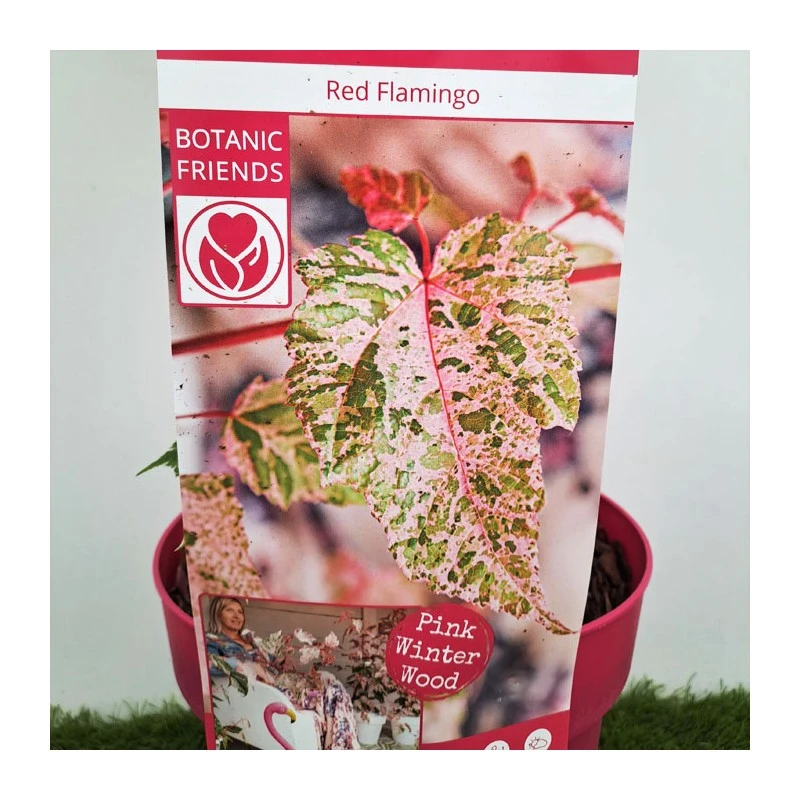 Acer Negundo Flamingo 5 Acer Negundo Flamingo - Imagen 3