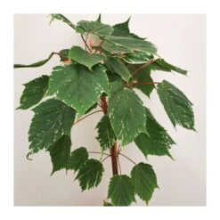 Acer Negundo Flamingo
