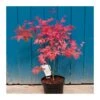 Acer Palmatum Beni-maiko -Suministros De Jardineria Ventas 2024 acer palmatum beni maiko