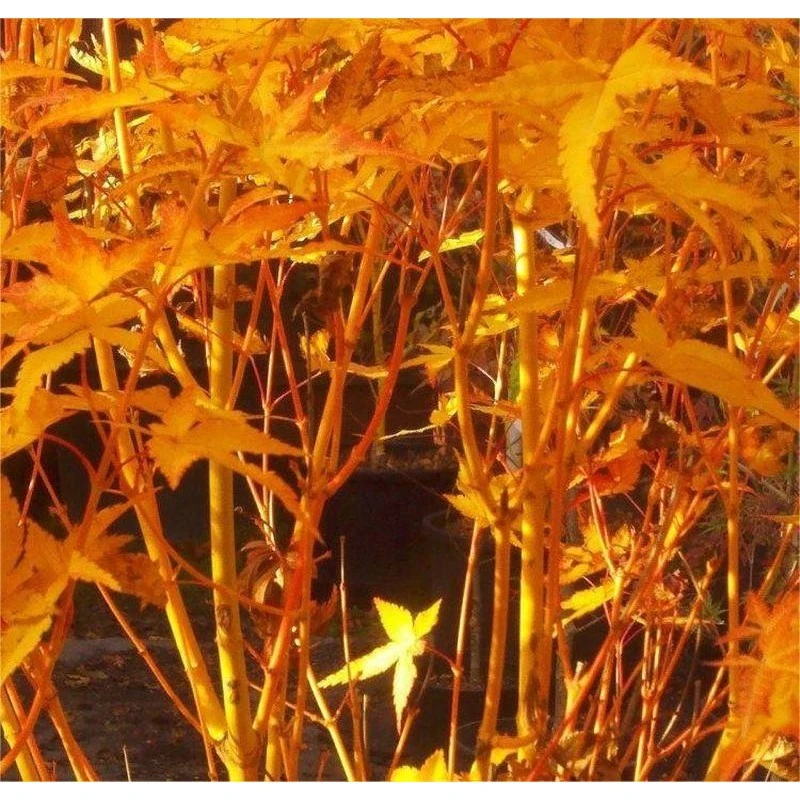 Acer Palmatum Bi Hoo 4 Acer Palmatum Bi Hoo - Imagen 2