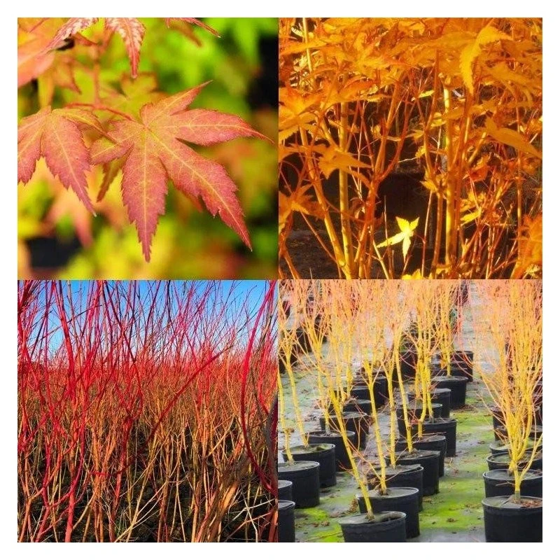 Acer Palmatum Bi Hoo 3 Acer Palmatum Bi Hoo