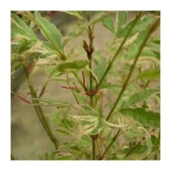 Acer Palmatum Butterfly