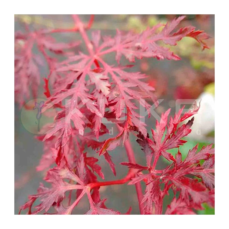 Acer Palmatum Emerald Lace 4 Acer Palmatum Emerald Lace - Imagen 2