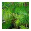 Acer Palmatum Emerald Lace -Suministros De Jardineria Ventas 2024 acer palmatum emerald lace