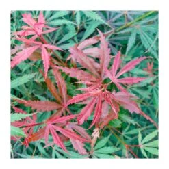 Acer Palmatum Jerre Schwartz 8 Acer Palmatum Jerre Schwartz -Suministros De Jardineria Ventas 2024 acer palmatum jerre schwartz 2