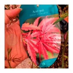 Acer Palmatum Jerre Schwartz 9 Acer Palmatum Jerre Schwartz -Suministros De Jardineria Ventas 2024 acer palmatum jerre schwartz 3