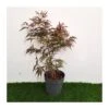 Acer Palmatum Pevé Dave -Suministros De Jardineria Ventas 2024 acer palmatum peve dave