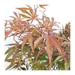 Acer Palmatum Pevé Dave -Suministros De Jardineria Ventas 2024 acer palmatum peve dave 2