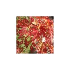 Acer Palmatum Seiryu -Suministros De Jardineria Ventas 2024 acer palmatum seiryu 3