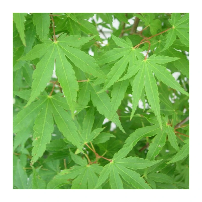 Acer Palmatum 3 Acer Palmatum