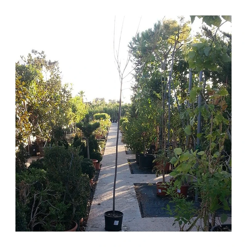 Acer Saccharinum 4 Acer Saccharinum - Imagen 2