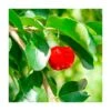 Acerolo Rojo -Suministros De Jardineria Ventas 2024 acerolo rojo
