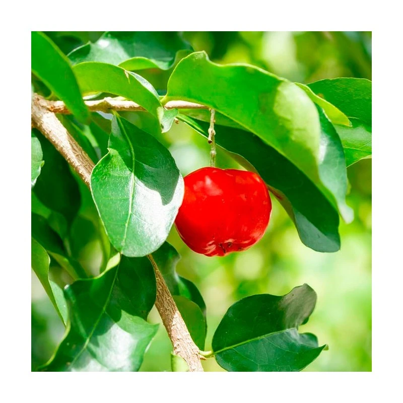 Acerolo Rojo 3 Acerolo Rojo