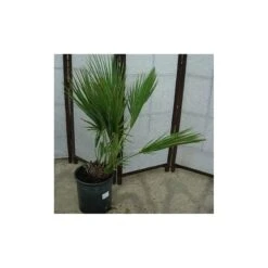 Acoelorrhaphe Wrightii 5 Acoelorrhaphe Wrightii -Suministros De Jardineria Ventas 2024 acoelorrhaphe wrightii 1