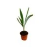 Acoelorrhaphe Wrightii 1 Acoelorrhaphe Wrightii -Suministros De Jardineria Ventas 2024 acoelorrhaphe wrightii