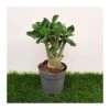 Adenium Obesum Blanca -Suministros De Jardineria Ventas 2024 adenium