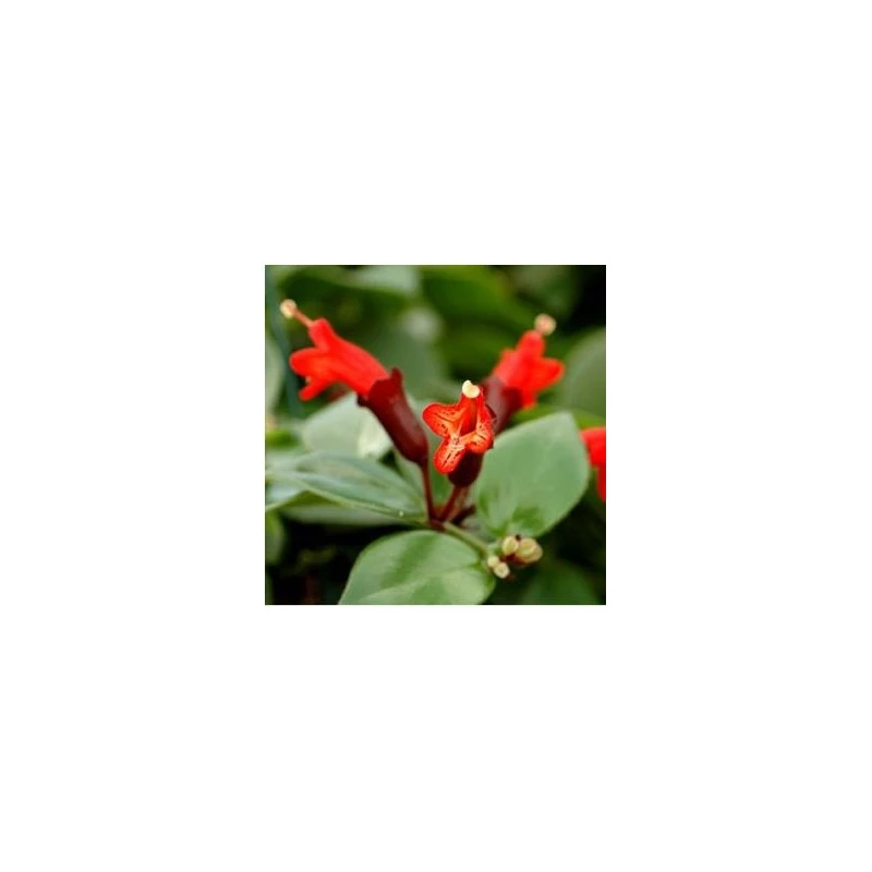 Aeschynanthus Mona Lisa 4 Aeschynanthus Mona Lisa - Imagen 2