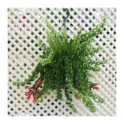 Aeschynanthus Twister -Suministros De Jardineria Ventas 2024 aeschynanthus twister 1