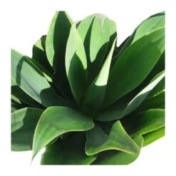 Agave Attenuata 7 Agave Attenuata -Suministros De Jardineria Ventas 2024 agave attenuata 1