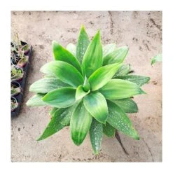 Agave Attenuata 8 Agave Attenuata -Suministros De Jardineria Ventas 2024 agave attenuata 2