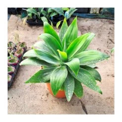 Agave Attenuata 9 Agave Attenuata -Suministros De Jardineria Ventas 2024 agave attenuata 3