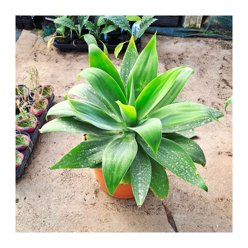 Agave Attenuata 6 Agave Attenuata - Imagen 4