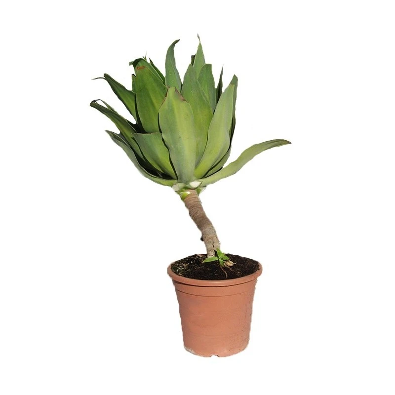 Agave Attenuata 3 Agave Attenuata