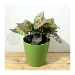 Aglaonema Cherry Baby 5 Aglaonema Cherry Baby -Suministros De Jardineria Ventas 2024 aglaonema silver bay 1