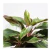 Aglaonema Decorum-ls19 -Suministros De Jardineria Ventas 2024 aglaonema silver bay 2