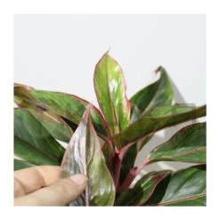 Aglaonema Decorum-ls19 -Suministros De Jardineria Ventas 2024 aglaonema silver bay 3