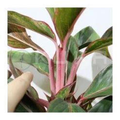 Aglaonema Decorum-ls19 -Suministros De Jardineria Ventas 2024 aglaonema silver bay 4