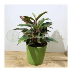 Aglaonema Decorum-ls19 -Suministros De Jardineria Ventas 2024 aglaonema silver bay 5