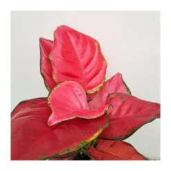 Aglaonema Sun Star -Suministros De Jardineria Ventas 2024 aglaonema sun star 1