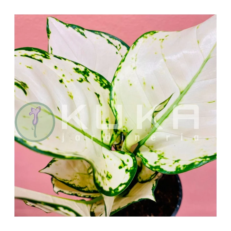 Aglaonema White Joy 4 Aglaonema White Joy - Imagen 2