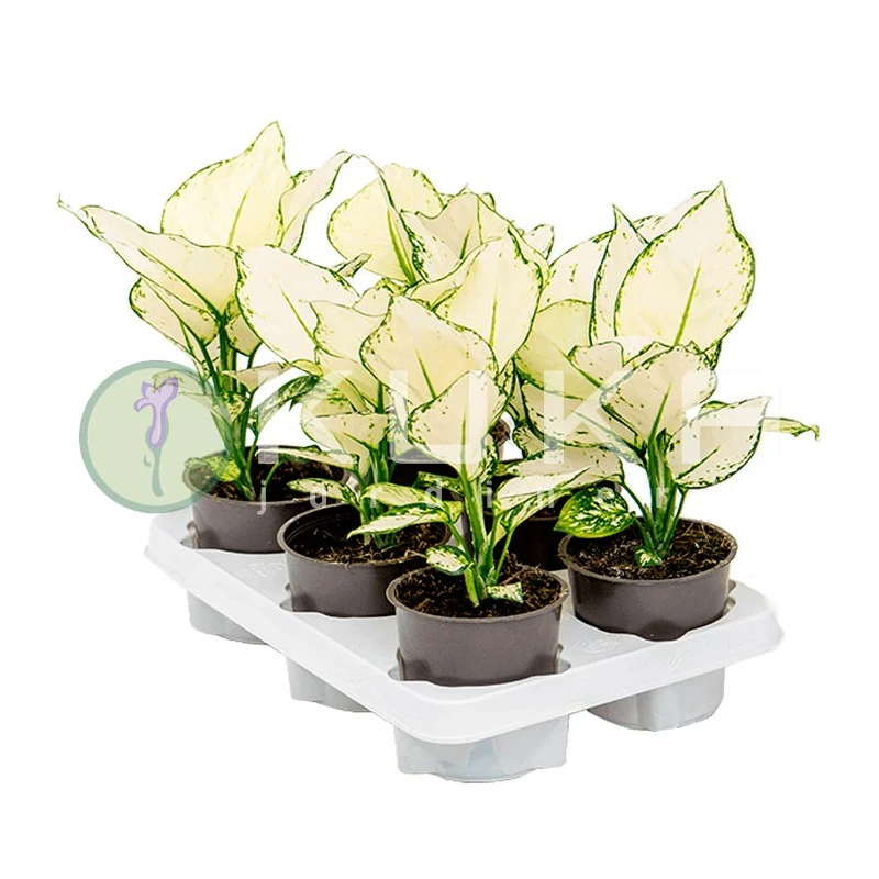 Aglaonema White Joy 3 Aglaonema White Joy