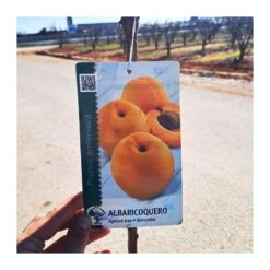 Albaricoque Bulida