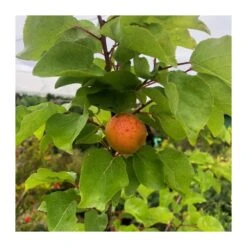 Albaricoque Bulida -Suministros De Jardineria Ventas 2024 albaricoque bulida 4