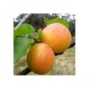 Albaricoque Currot -Suministros De Jardineria Ventas 2024 albaricoque currot