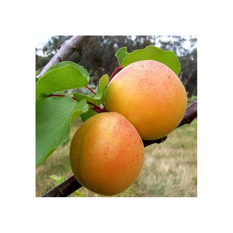 Albaricoque Currot 3 Albaricoque Currot