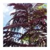 Albizia Julibrisin Summer Chocolate -Suministros De Jardineria Ventas 2024 albizia julibrisin summer chocolate