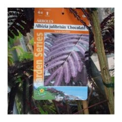 Albizia Julibrisin Summer Chocolate -Suministros De Jardineria Ventas 2024 albizia julibrisin summer chocolate 2